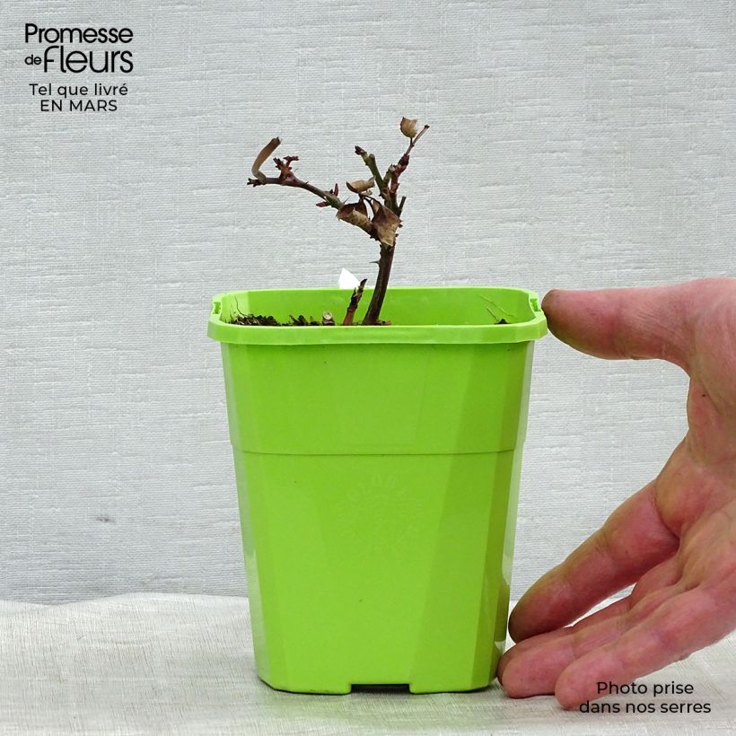 Rosa x Thé PARFUMA - 'Grande Duchesse Louise' - Hybrid Tea Rose 4L/5L pot sample as delivered in spring