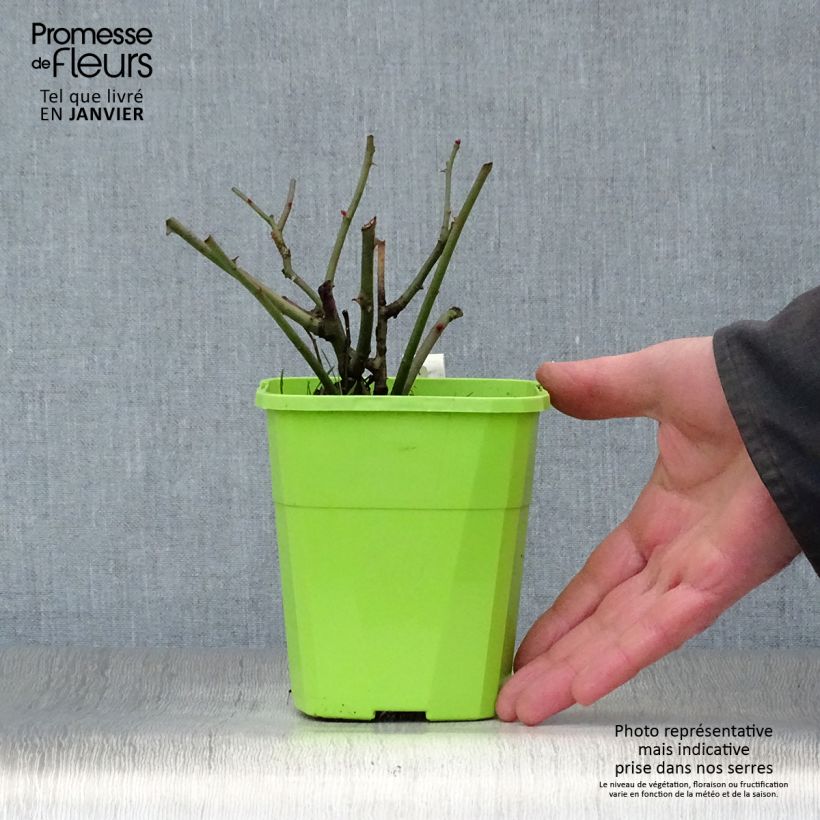 Rosa x floribunda - 'Milano'- Patio Rose 1.5L/2L pot sample as delivered in winter