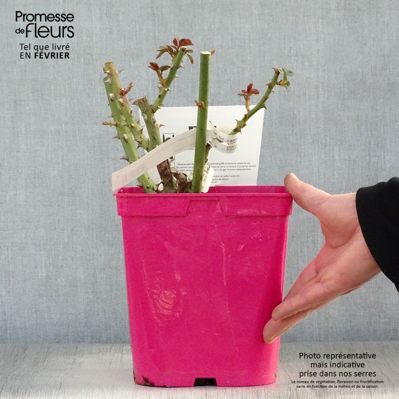 Rosa Princesse Astrid de Belgique - Hybrid Tea Rose 4L/5L pot sample as delivered in winter