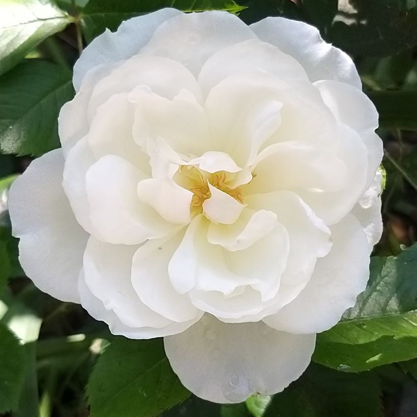 Rosa x floribunda 'Princesse de Galles' - Hybrid Tea Rose (Flowering)