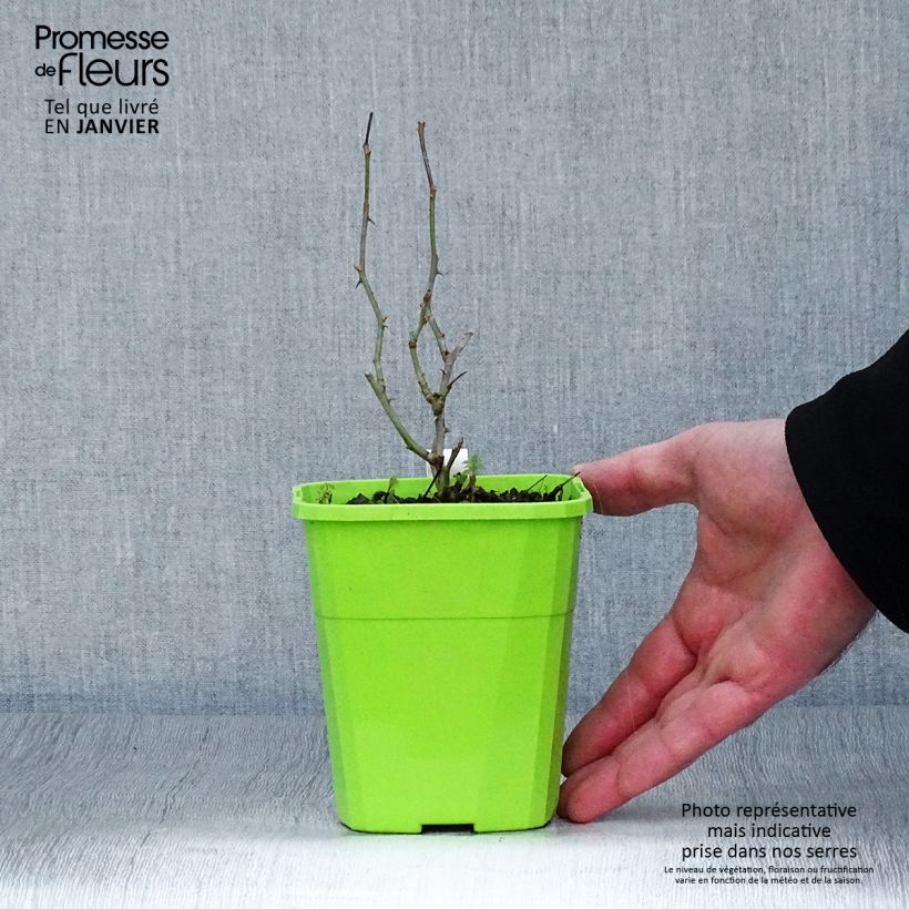 Rosa x floribunda Rigo Rosen Caracho - Groundcover Rose 3L/4L pot sample as delivered in winter