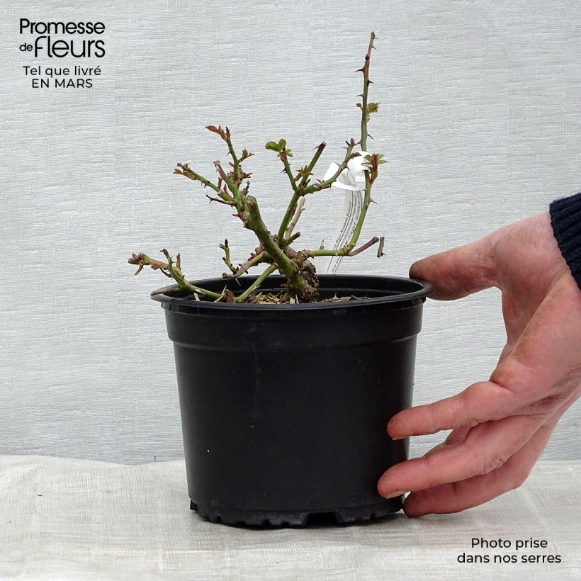 Rosa x floribunda Rigo Rosen - 'Solero' - Shrub Rose  3L/4L pot sample as delivered in spring