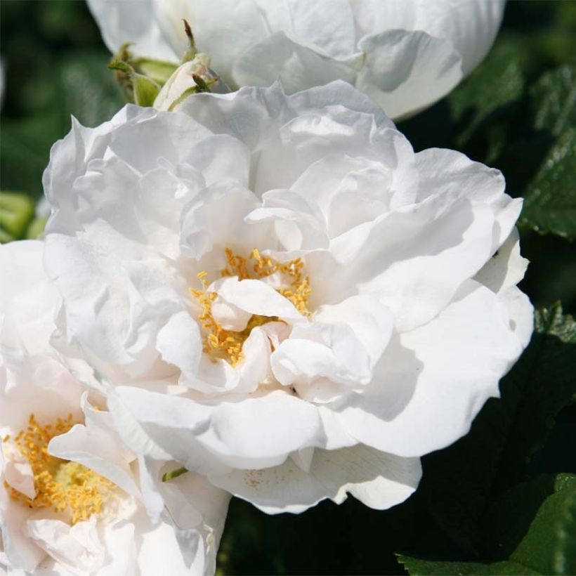Rosa x rugosa 'SavoraNova White' - Rugosa Rose (Flowering)