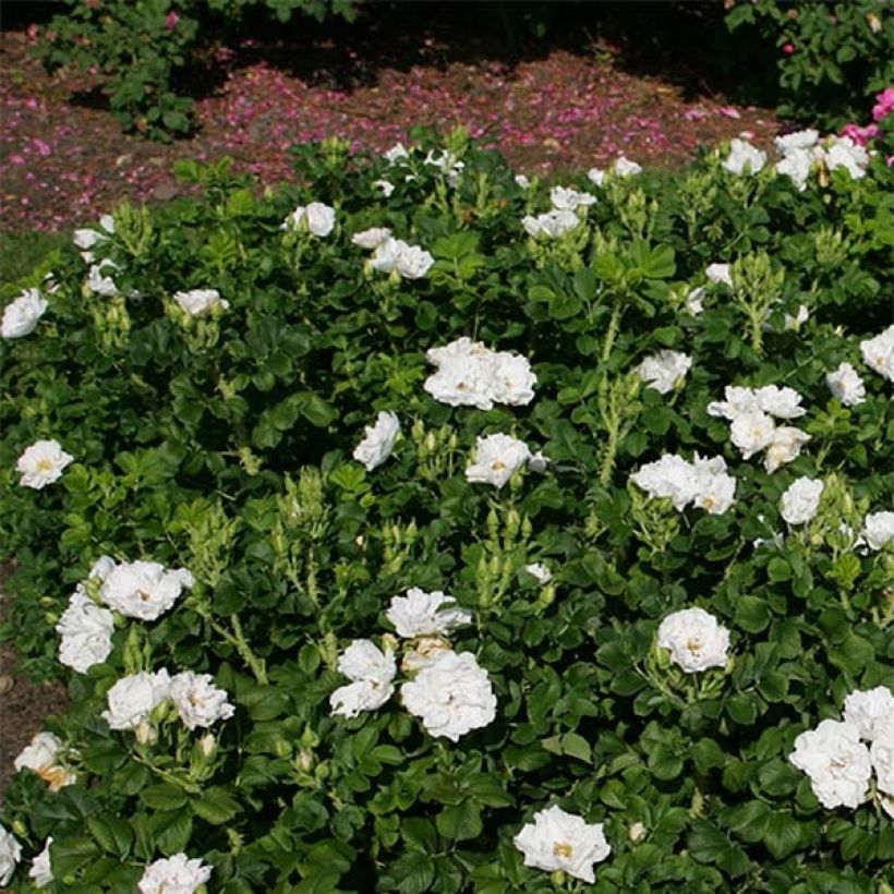 Rosa x rugosa 'SavoraNova White' - Rugosa Rose (Plant habit)