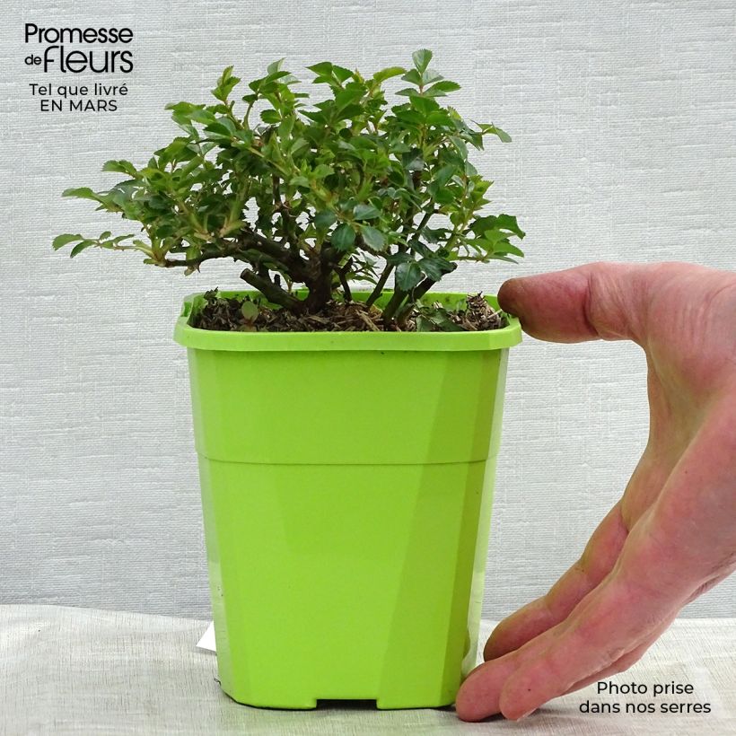 Rosa x polyantha - Sans Contraintes - 'Knirps' - Ground Cover Rose 3L/4L pot sample as delivered in winter