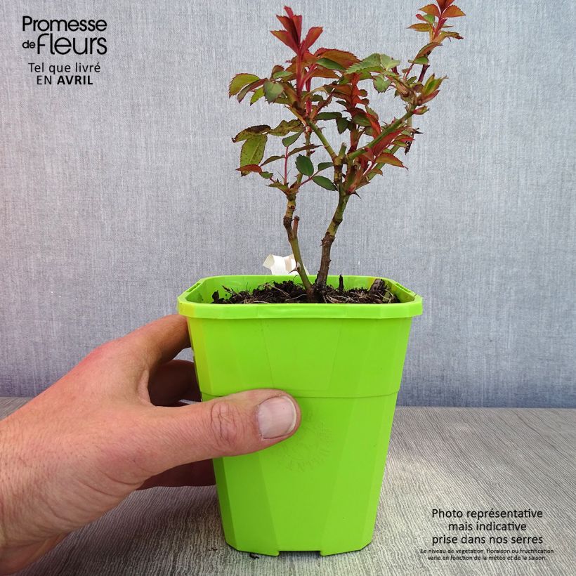 Rosa x persica See You In Red - Hybrid shrub rose 1.5L/2L pot sample as delivered in spring
