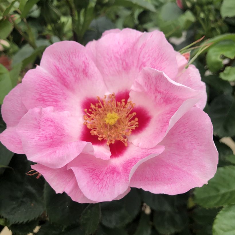Rosa See You in Rosé - Persian rose, Hulthemia rose, Desert rose (Flowering)