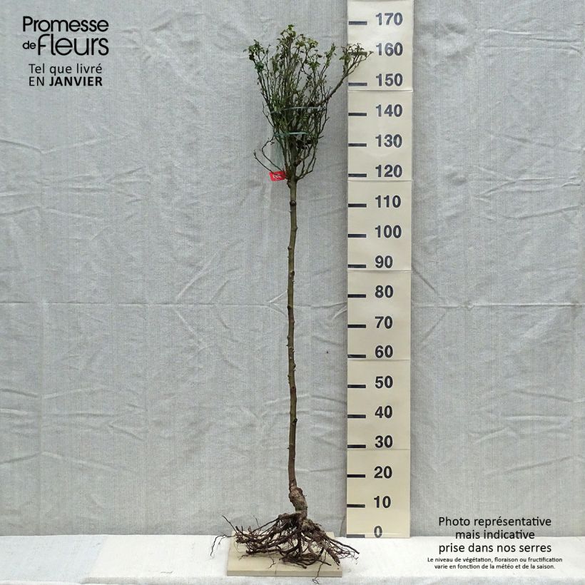 Rosa  Décorosiers Isalia - Shrub Rose Bare root, Standard sample as delivered in winter