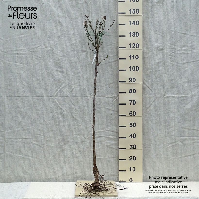 Rosa  Gabriel Oak - English Shrub Rose Bare root, Standard sample as delivered in winter