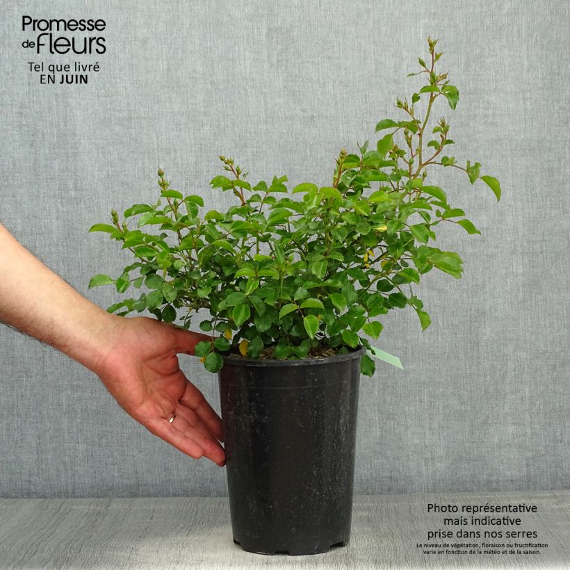 Rosa x polyantha - Sans Contraintes - 'Toscana' - Ground Cover Rose 3L/4L pot sample as delivered in spring