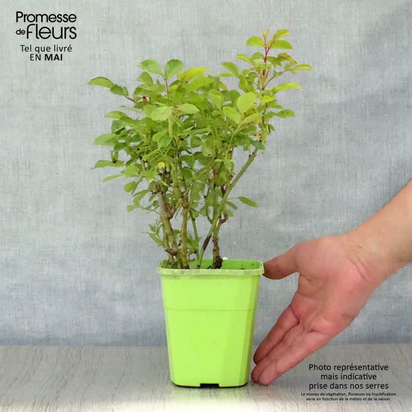 Rosa x polyantha Urban Streetlight Marondo - Groundcover Rose 1.5L/2L pot sample as delivered in spring