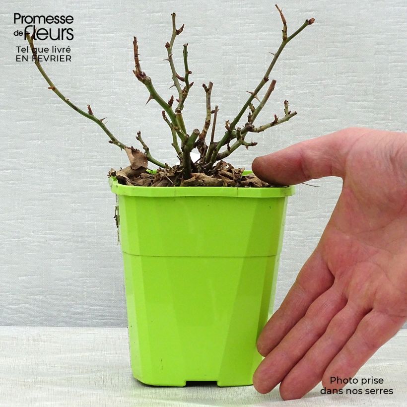 Rosa x floribunda Urban Streetlight Rekord Cubana - Floribunda Groundcover Rose 3L/4L pot sample as delivered in winter