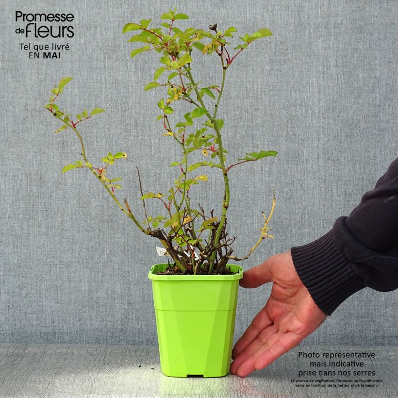 Rosa x floribunda Urban Streetlight Rekord Cubana - Floribunda Groundcover Rose 3L/4L pot sample as delivered in spring