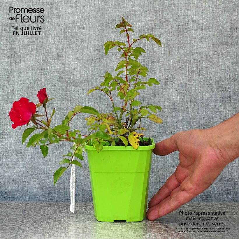 Rosa x floribunda Urban Streetlight Rekord Sommerabend - Groundcover Floribunda Rose 3L/4L pot sample as delivered in summer