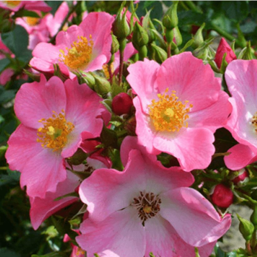 Rosa floribunda Mel Bee® - Floribunda Rose (Flowering)