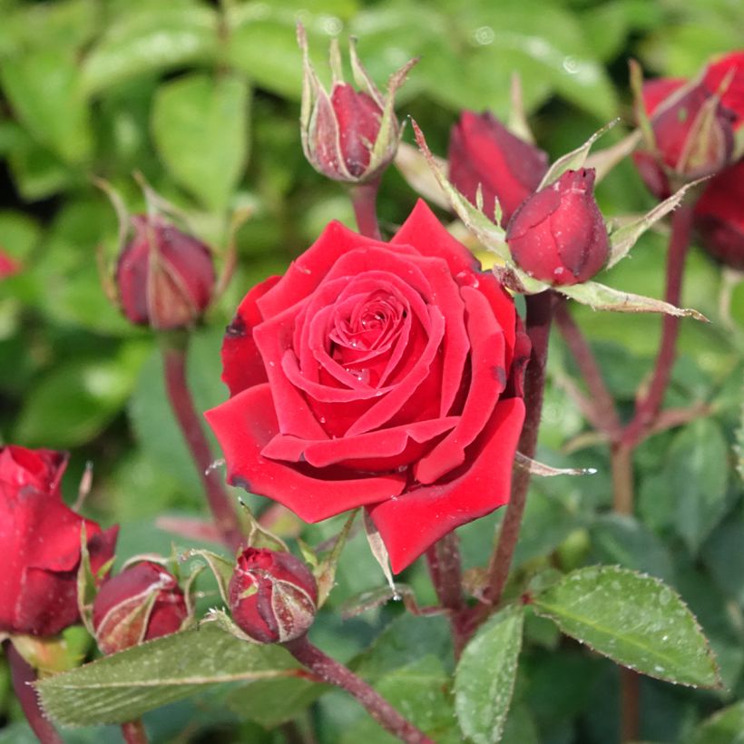 Rosa floribunda Niccolo Paganini - Floribunda Rose (Flowering)