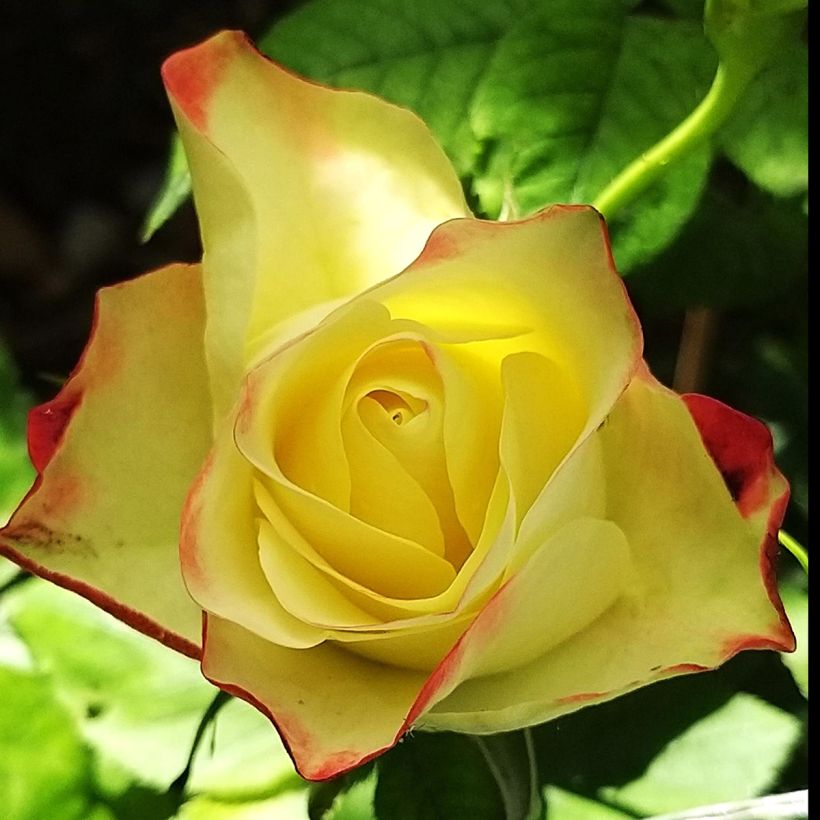 Rosa floribunda Origami - Floribunda Rose (Flowering)