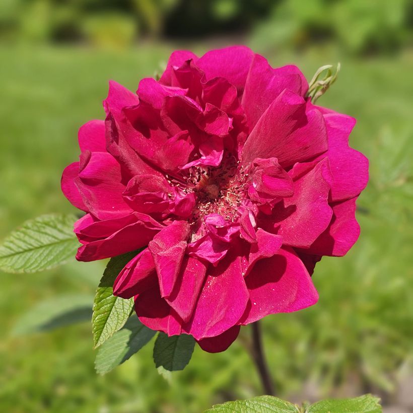 Rosa rugosa  TAKE IT EASY® Red - Rugosa Rose (Flowering)