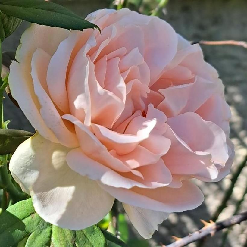 Rosa Donatella- Hybrid Tea Rose (Flowering)