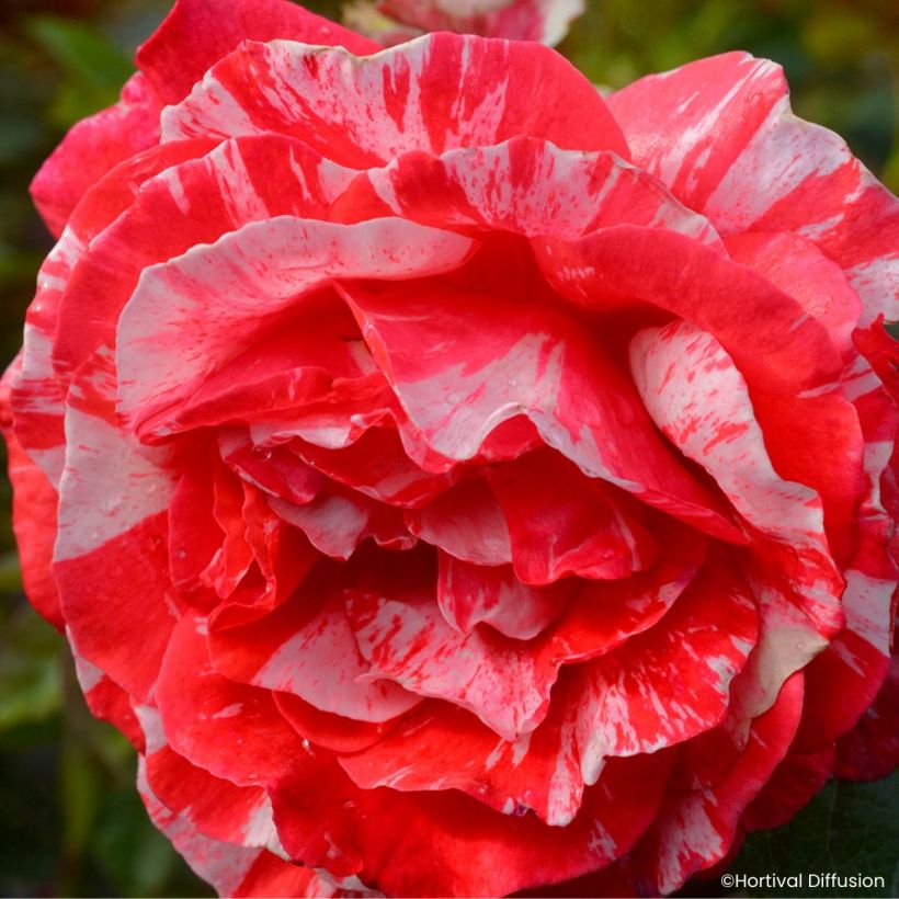 Rosa floribunda Scentimental Coral® - Rosier à fleurs groupées Coral Scentimental, Rosier buisson Coral Scentimental - Floribunda Rose (Flowering)