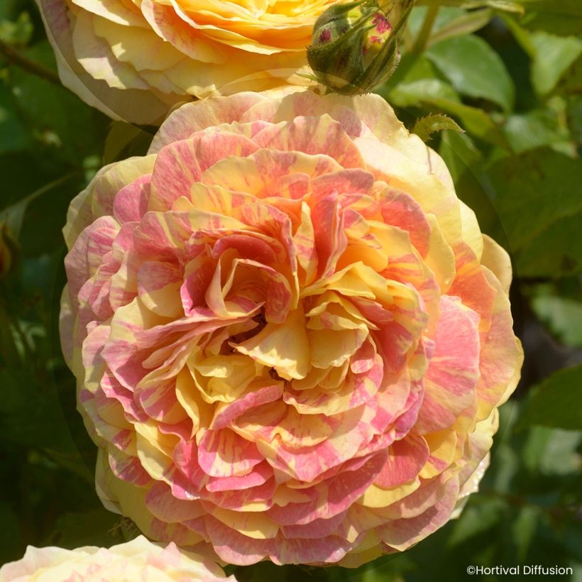 Rosa floribunda Scentimental® Vanille - Floribunda Rose (Flowering)