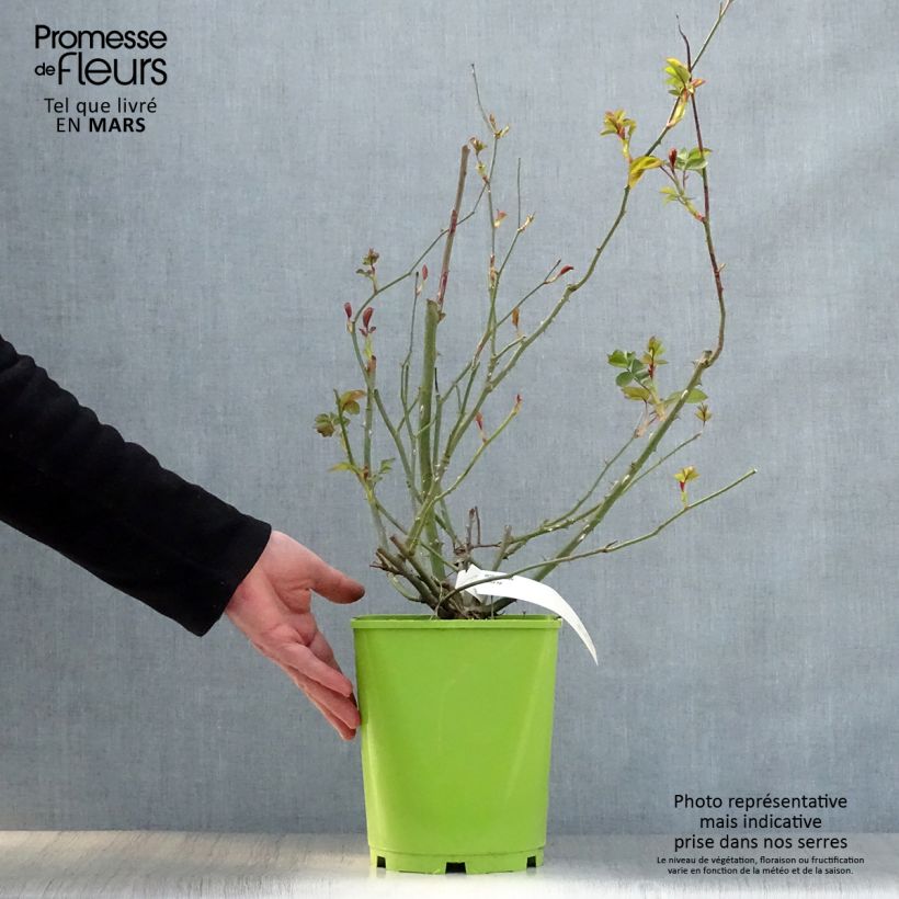 Rosa x floribunda Alain - Floribunda Rose 4L/5L pot sample as delivered in spring