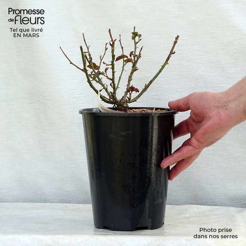 Rosa Amber Queen - Floribunda Rose 2L/3L pot sample as delivered in winter