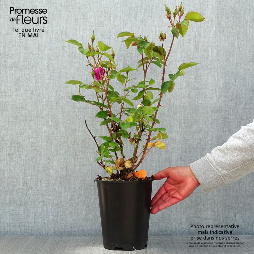 Rosa Bluebell - Floribunda Rose 4L/5L pot sample as delivered in spring