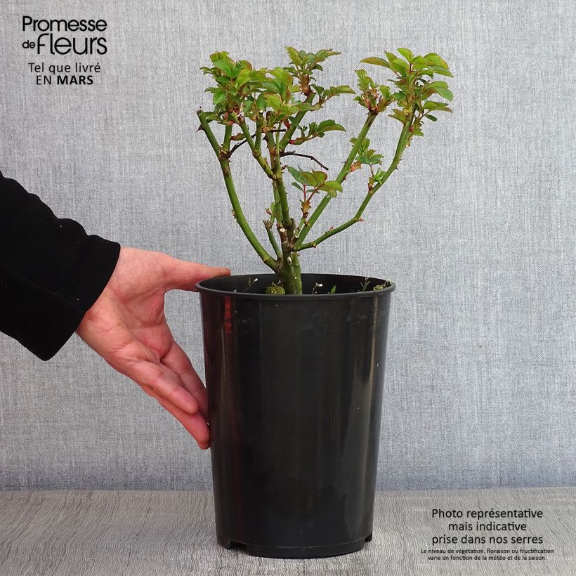 Rosa x moschata Bouquet Parfait 'Lenbofa' 4L/5L pot sample as delivered in winter