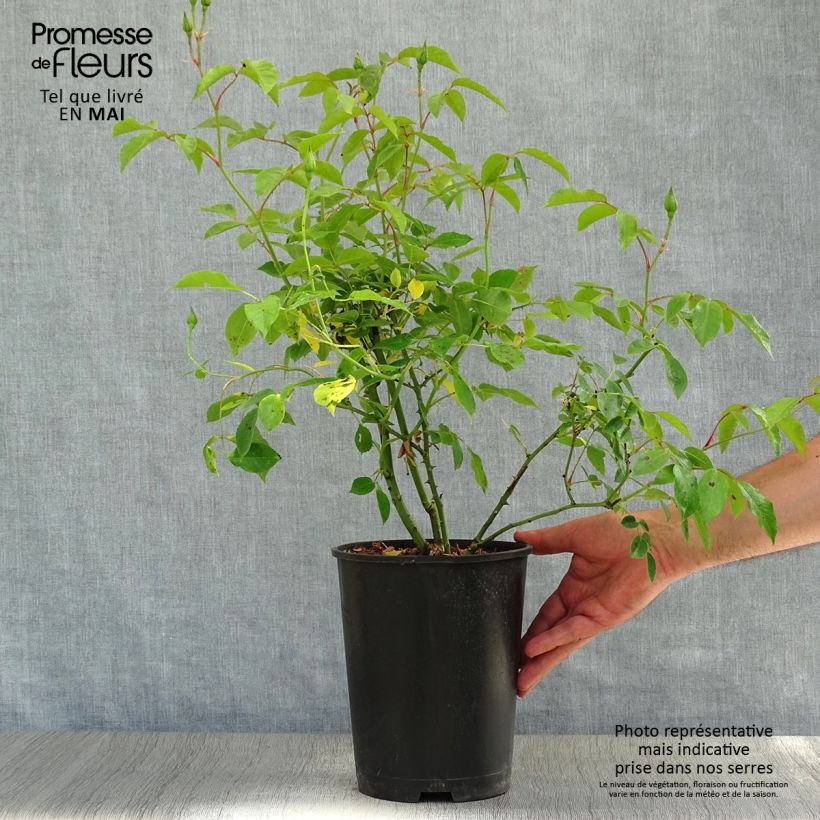 Rosa Burgundy Ice - Floribunda Rose 2L/3L pot sample as delivered in spring