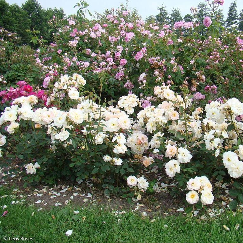 Rosa moschata Comtesse André dOultremont - Musk Rose (Plant habit)