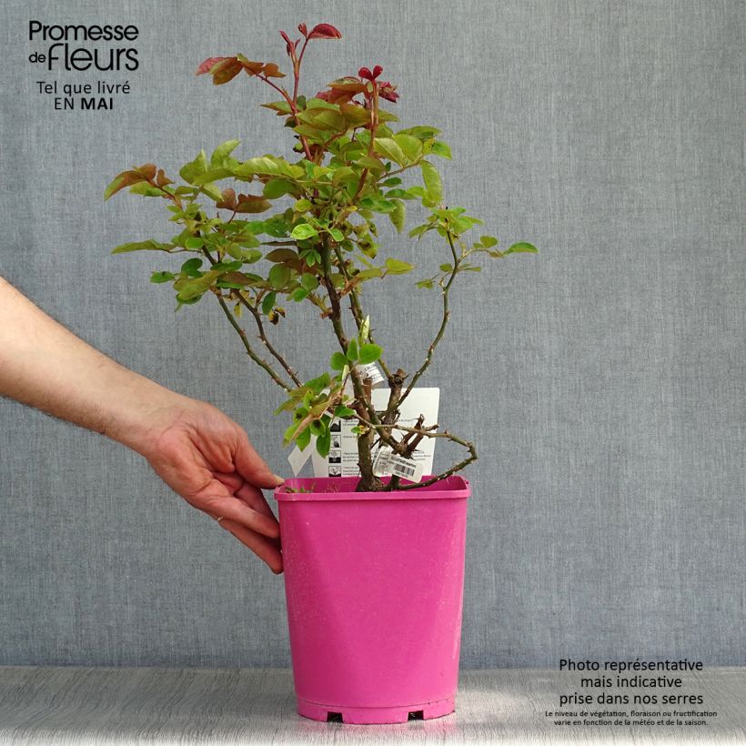 Rosa x floribunda Folle Courtisane Delparfroni 4L/5L pot sample as delivered in spring