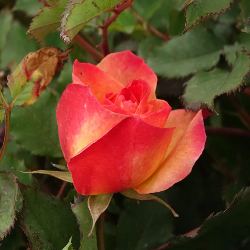 Rosa x floribunda 'Landlust' -  Floribunda Rose  (Flowering)