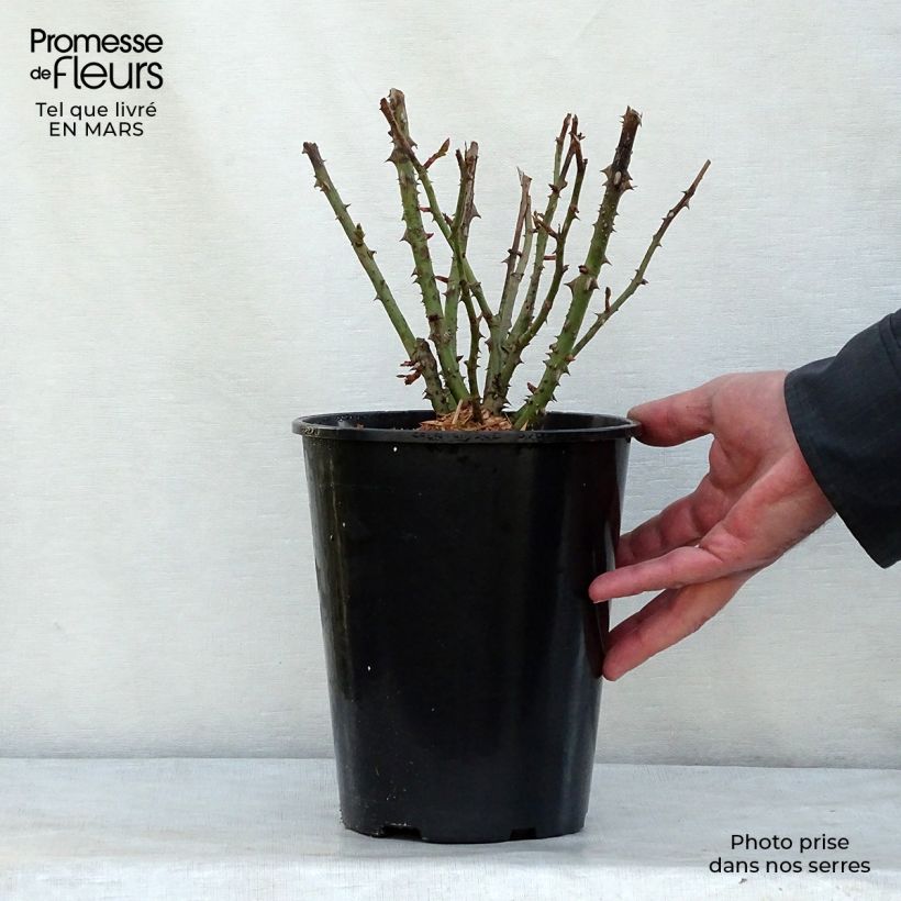 Rosa&#x20;x&#x20;floribunda&#x20;Lili&#x20;Marleen&#x20;4L&#x2F;5L&#x20;pot&#x20;sample&#x20;as&#x20;delivered&#x20;in&#x20;winter