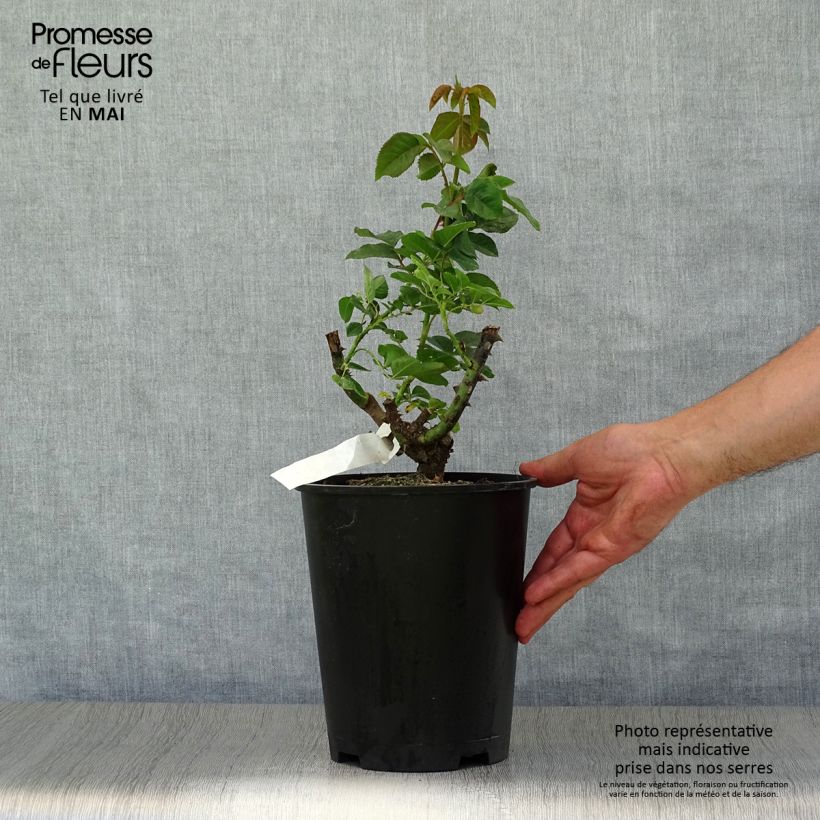 Rosa Mokarosa Frywitty 4L/5L pot sample as delivered in spring