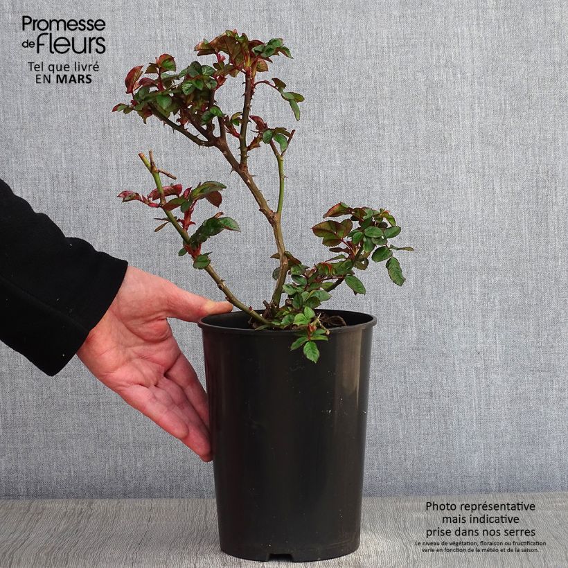 Rosa x floribunda Marie Curie - Floribunda Rose 2L/3L pot sample as delivered in winter