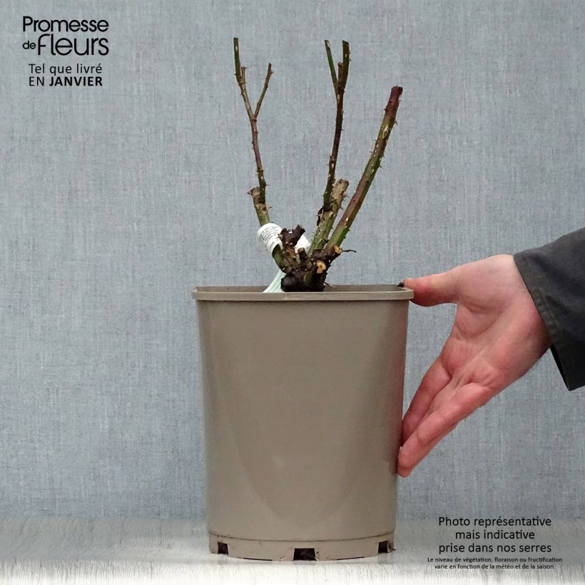Rosa x floribunda Martin des Senteurs 'Adabaluc' 4L/5L pot sample as delivered in winter