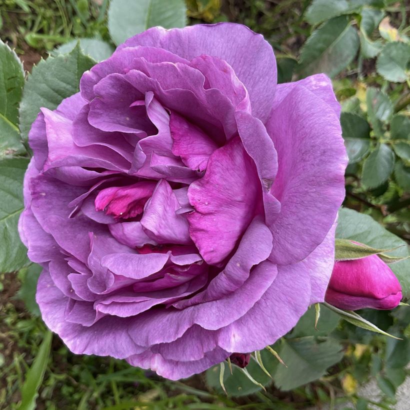 Rosa x floribunda Minerva (Flowering)