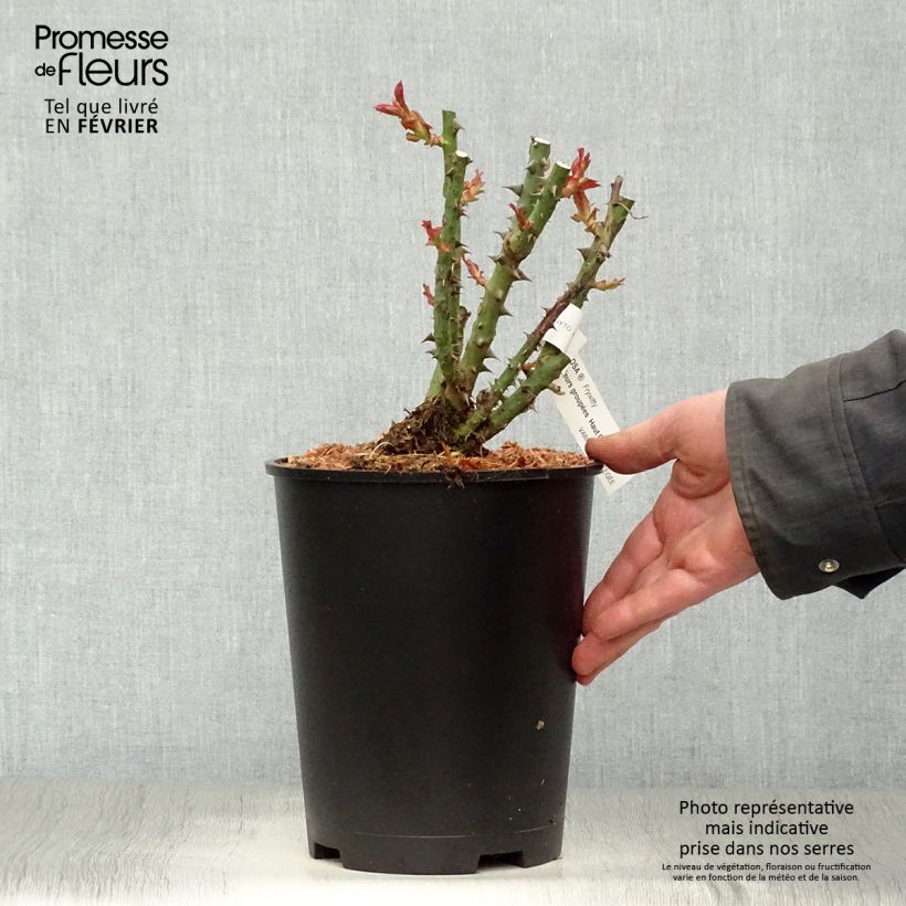 Rosa Mokarosa Frywitty 4L/5L pot sample as delivered in winter