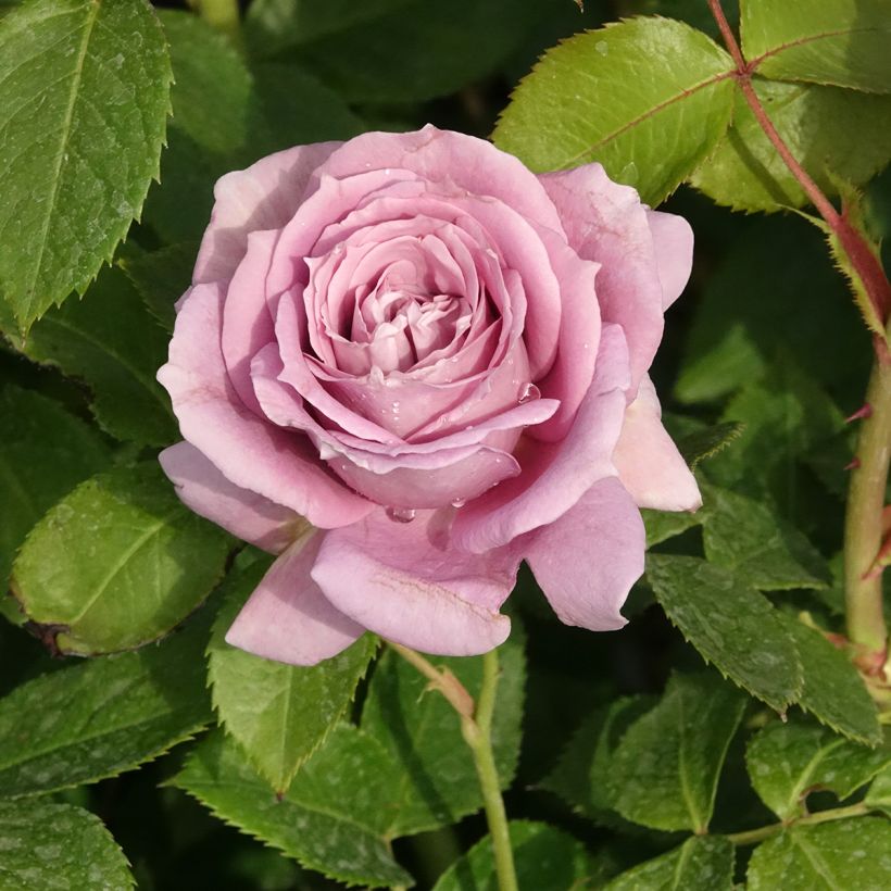 Rosa x floribunda Novalis - Floribunda Rose (Flowering)