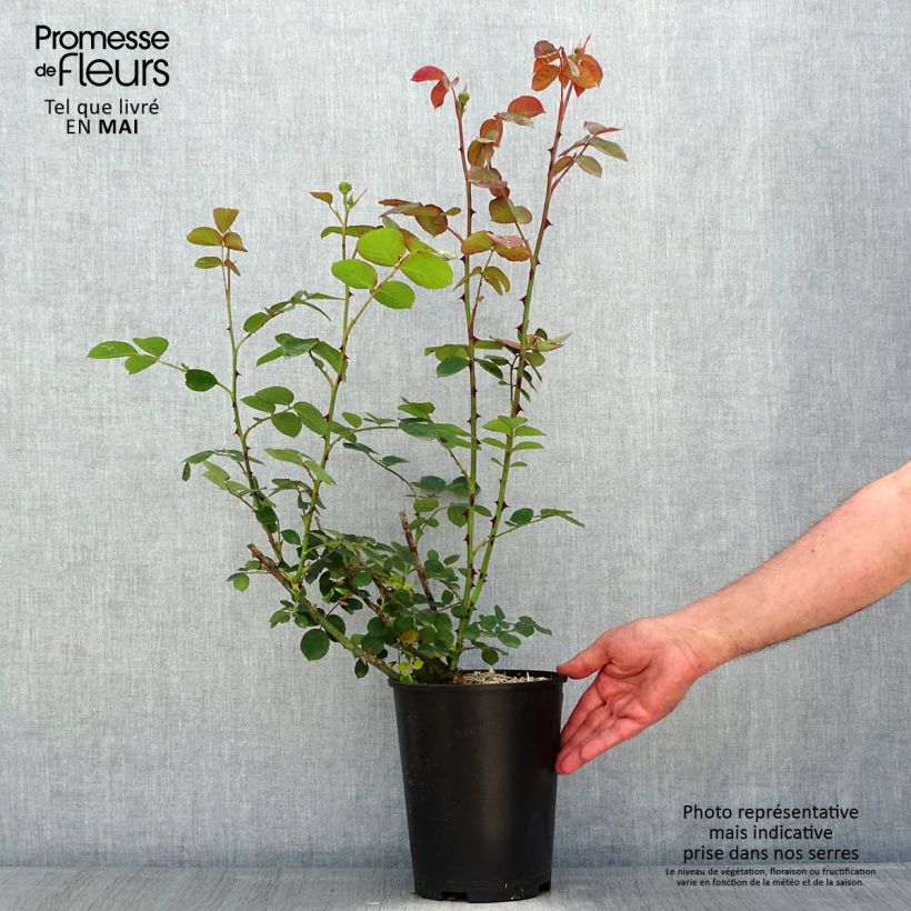 Rosa x floribunda Park Abbey Rose - Floribunda Rose 4L/5L pot sample as delivered in spring