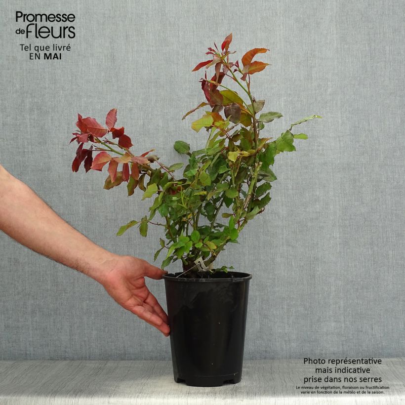 Rosa x floribunda Quinte Flush - Floribunda Rose 4L/5L pot sample as delivered in spring