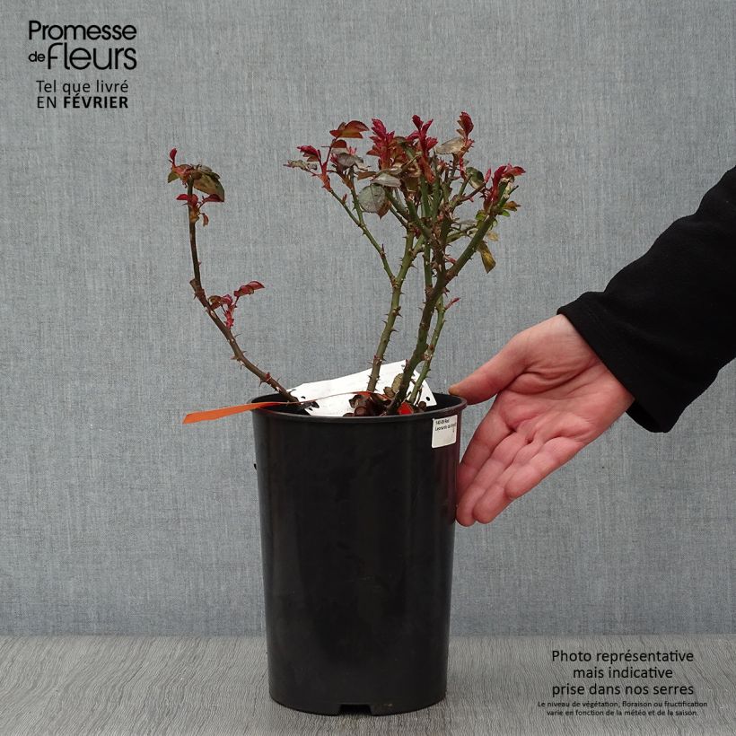 Rosa x floribunda Red Leonardo da Vinci Meiangele 4L/5L pot sample as delivered in winter