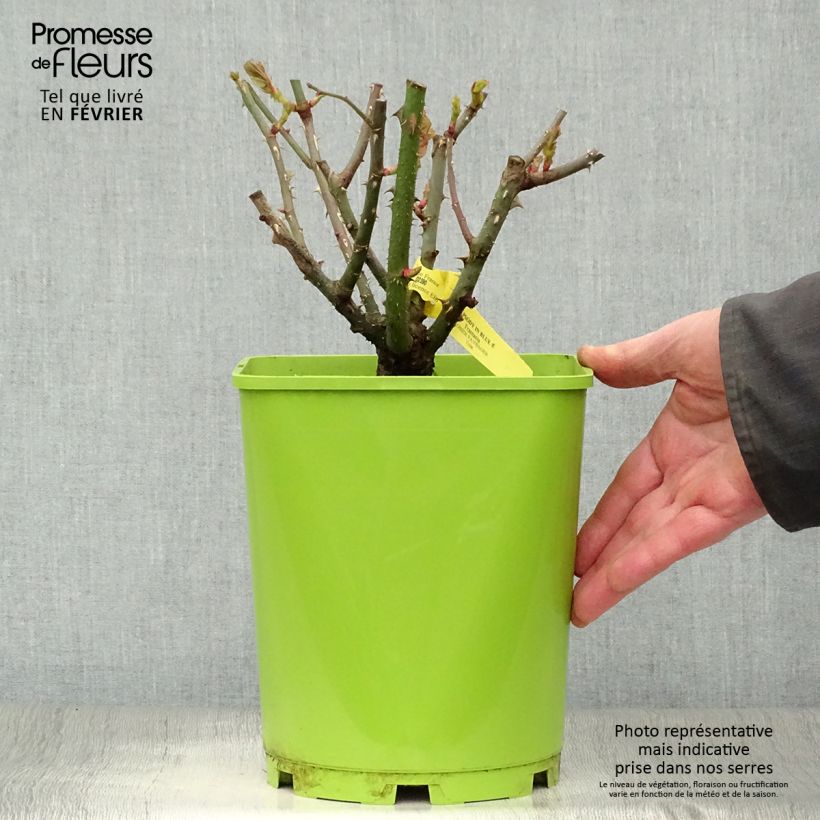 Rosa Rhapsody In Blue - Shrub Rose 4L/5L pot sample as delivered in winter