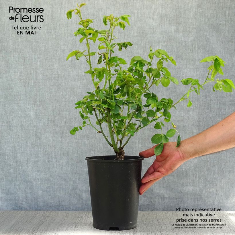 Rosa Rhapsody In Blue - Shrub Rose 4L/5L pot sample as delivered in spring