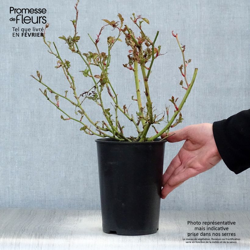 Rosa Schöne Koblenzerin - Floribunda Rose 2L/3L pot sample as delivered in winter