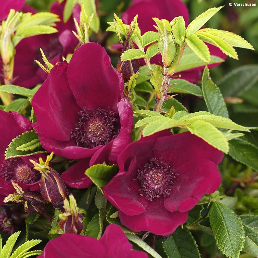 Rosa x rugosa Strandperle - Rugosa Rose (Flowering)