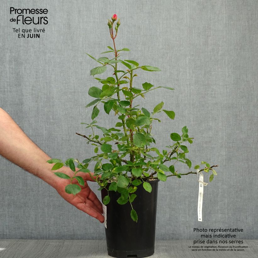 Rosa Utopia - Polyantha Rose 3L/4L pot sample as delivered in spring