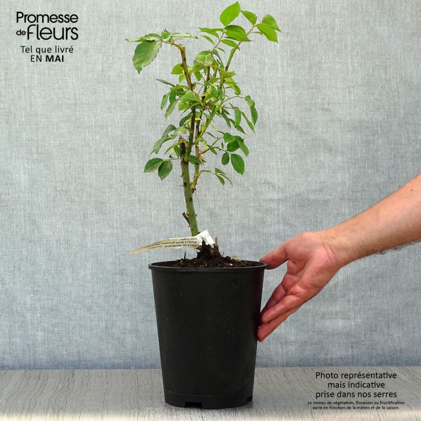 Rosa x floribunda Ville de Saumur - Floribunda Rose 4L/5L pot sample as delivered in spring