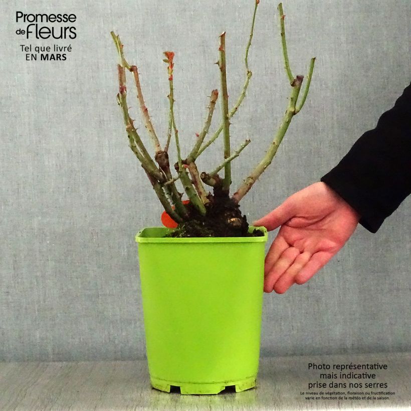 Rosa Pullman Orient Express 4L/5L pot sample as delivered in winter